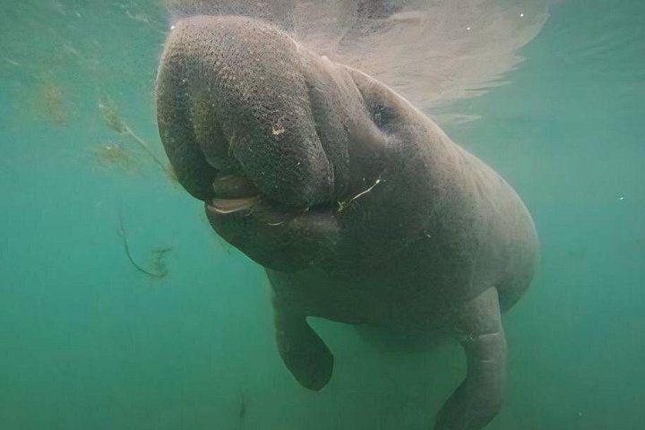Semi-Private Manatee Tour de Natação com Guia na água (Fotos gratuitas)