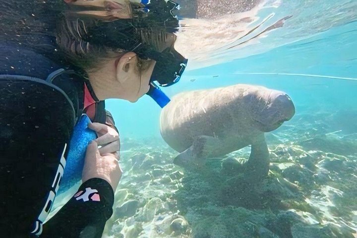 Semi-Private Manatee Tour de Natação com Guia na água (Fotos gratuitas)