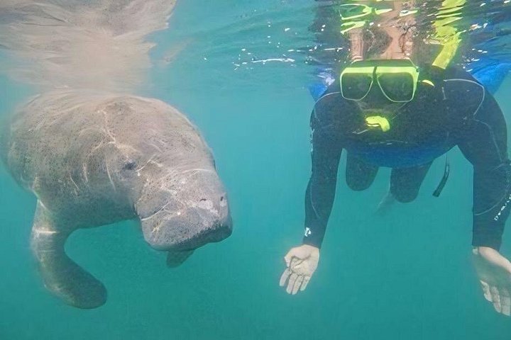 Semi-Private Manatee Tour de Natação com Guia na água (Fotos gratuitas)