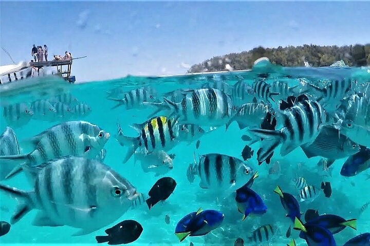 Zanzibar Mnemba Island Avventura di snorkeling e osservazione dei delfini