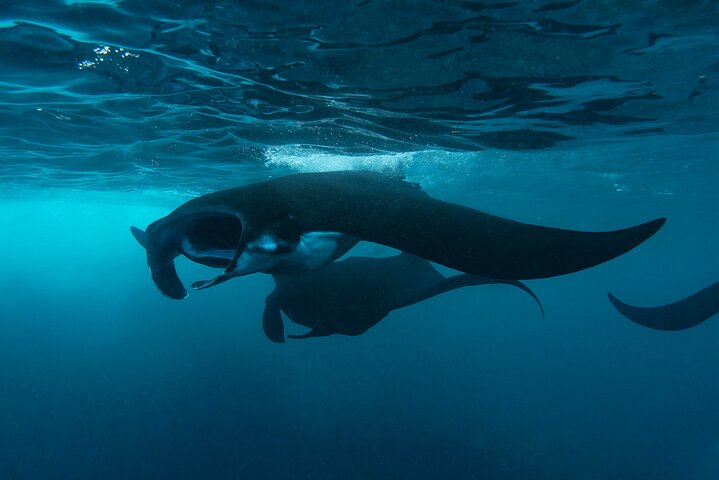 Dagsutflykt till Nusa Penida Snorkling och landstur
