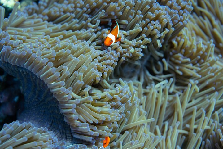 Dagsutflykt till Nusa Penida Snorkling och landstur