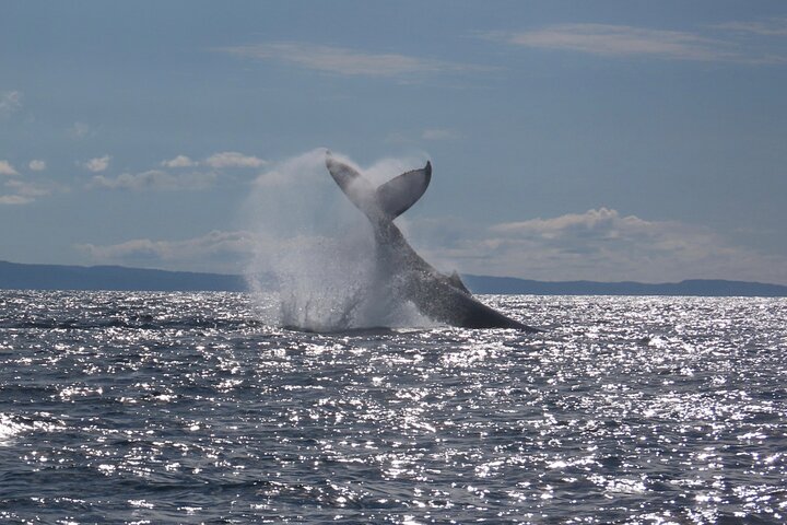Crucero de avistamiento de ballenas Noosa – Aventura de ballenas jorobadas