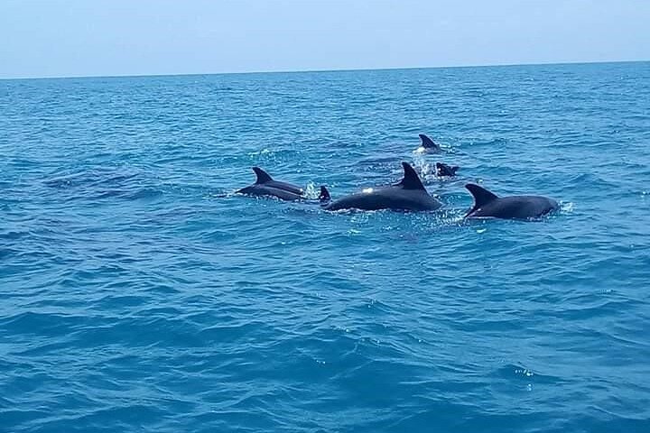 Zanzibar Mnemba Island Avventura di snorkeling e osservazione dei delfini