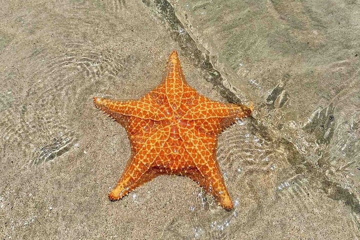 Isla Colon Tour till Bird Island, Boca del Drago och Starfish Beach