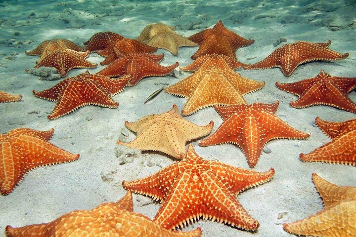 Isla Colon Tour till Bird Island, Boca del Drago och Starfish Beach