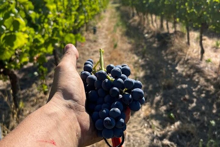 Upptäck italienska viner på Tenuta La Viola