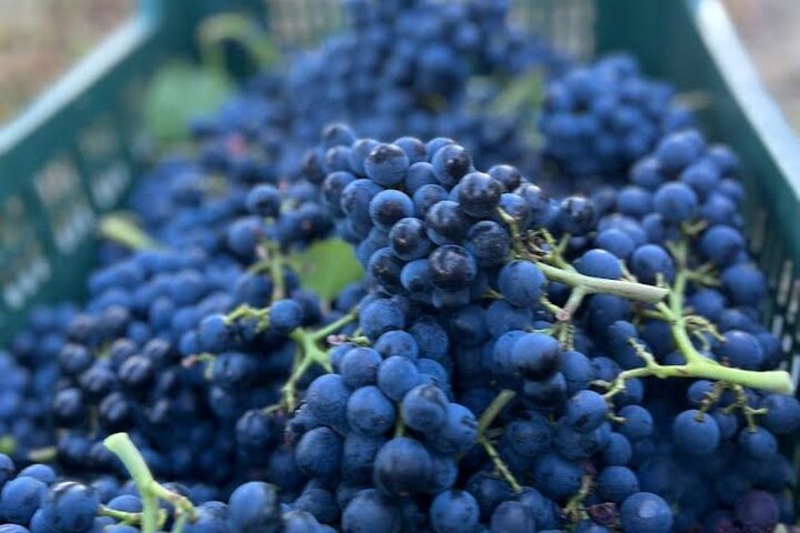 Upptäck italienska viner på Tenuta La Viola