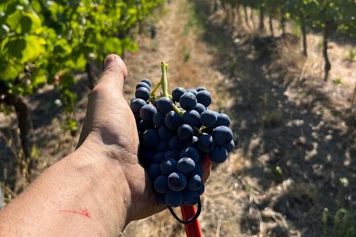 Ontdek Italiaanse wijnen bij Tenuta La Viola met 6 wijnproeverijen