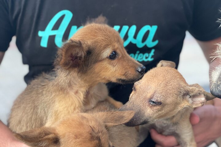Bénévolat auprès des animaux et des communautés de Guajira
