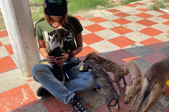 Bénévolat auprès des animaux et des communautés de Guajira