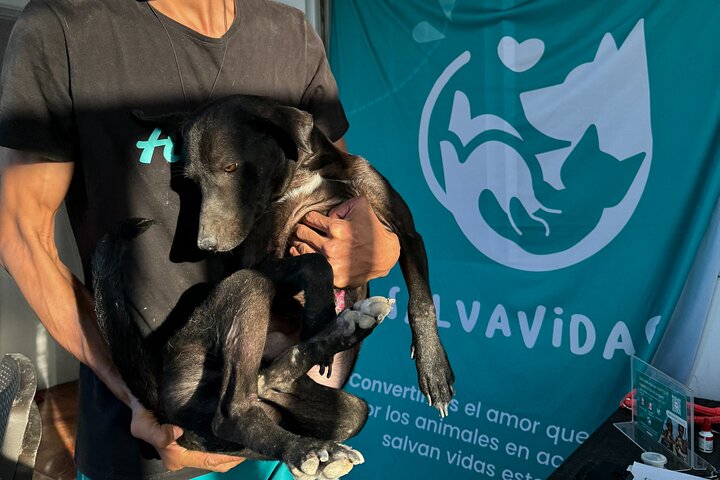 Bénévolat auprès des animaux et des communautés de Guajira