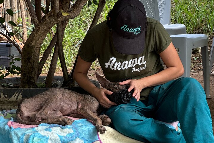 Bénévolat auprès des animaux et des communautés de Guajira