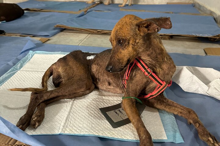 Bénévolat auprès des animaux et des communautés de Guajira