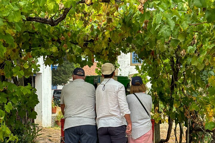 Melhor do Douro num Dia: Barco, Vinho e Almoço Familiar