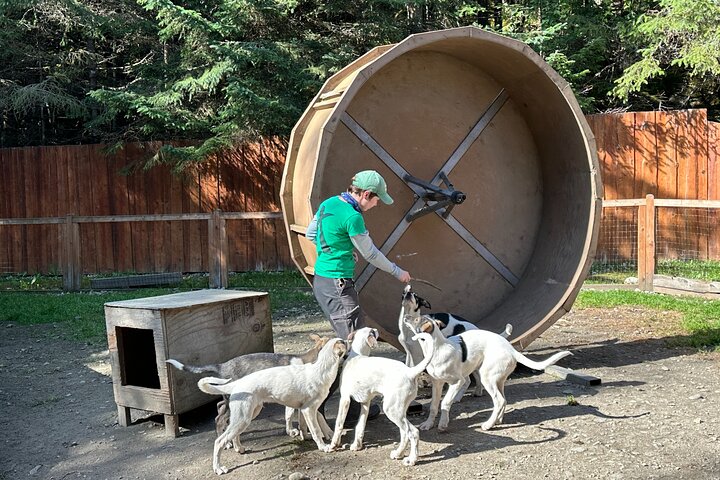 Aventura de perros en trineo y campamento de Musher en Skagway