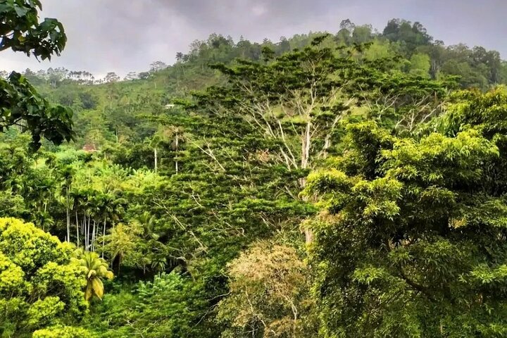 Excursion d'une journée privée dans la forêt tropicale de Sinharaja au départ de Galle
