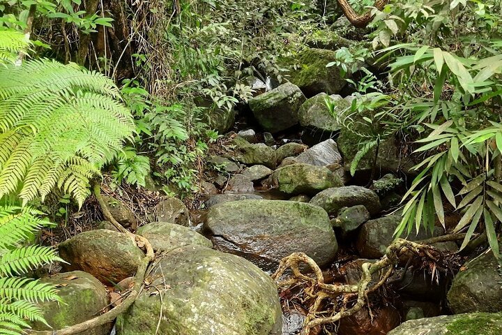 Excursion d'une journée privée dans la forêt tropicale de Sinharaja au départ de Galle