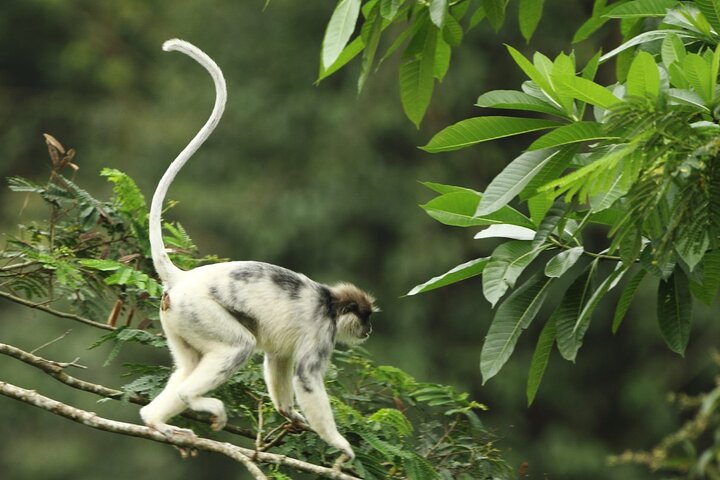 Excursion d'une journée privée dans la forêt tropicale de Sinharaja au départ de Galle