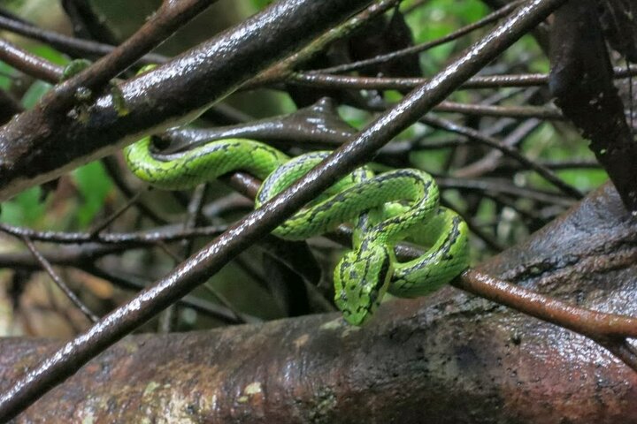 Excursion d'une journée privée dans la forêt tropicale de Sinharaja au départ de Galle