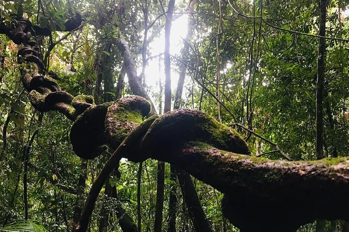 Excursion d'une journée privée dans la forêt tropicale de Sinharaja au départ de Galle