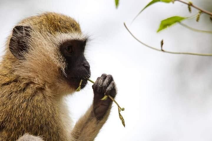 Tour di 2 giorni 1 notte al Parco Nazionale Amboseli.
