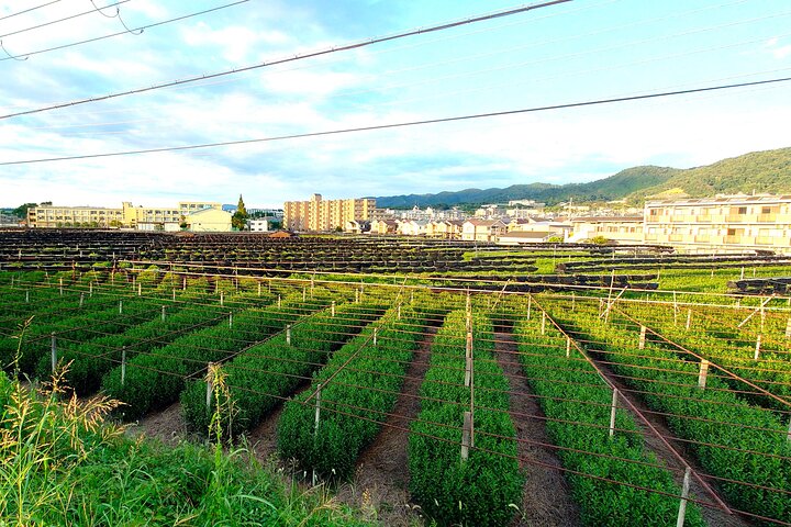 Restauranter i nærheten av Uji's Matcha Green Tea Fields and Heritage