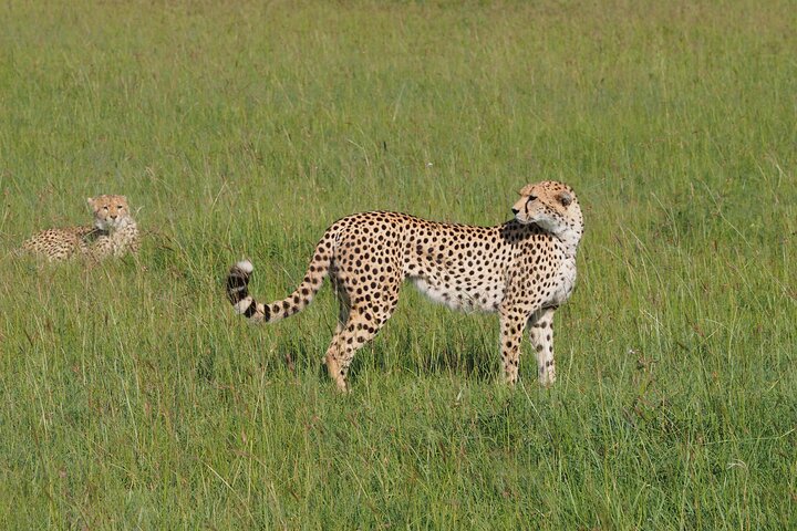 2 giorni 1 notte Safari privato dello Tsavo Est dalla spiaggia di Diani