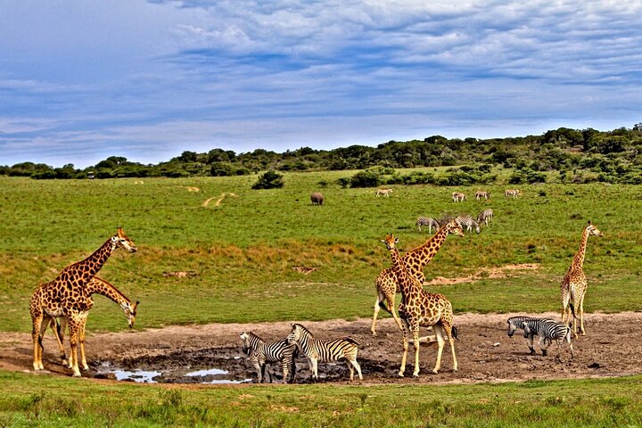 2 giorni 1 notte Safari privato dello Tsavo Est dalla spiaggia di Diani