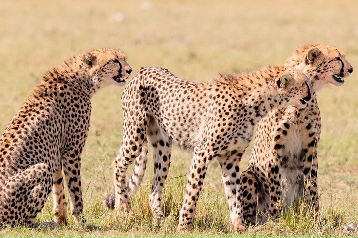 2 giorni 1 notte Safari privato dello Tsavo Est dalla spiaggia di Diani