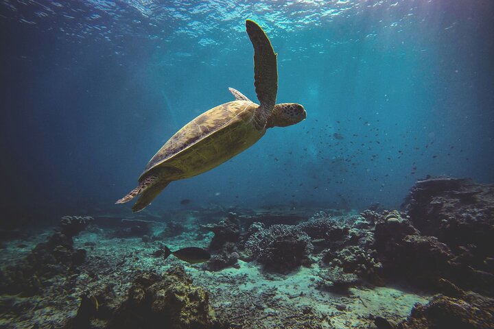 Tour delle isole Semporna con snorkeling o esperienza subacquea