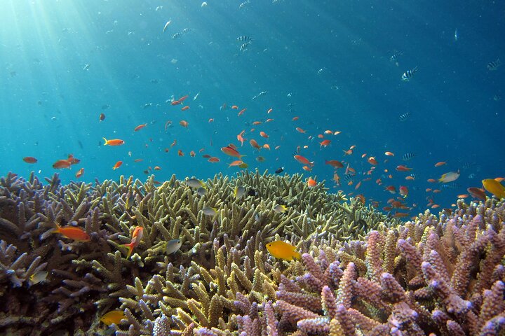 Tour delle isole Semporna con snorkeling o esperienza subacquea