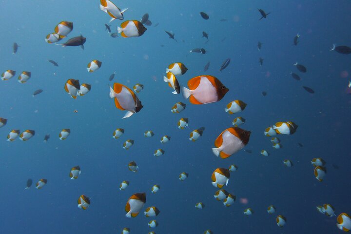 Tour delle isole Semporna con snorkeling o esperienza subacquea
