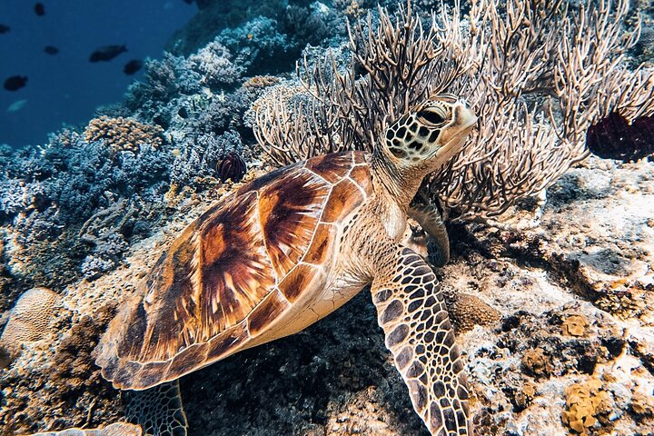 Gili Air: Snorkling 3 Gili Islands med GoPro-kamera