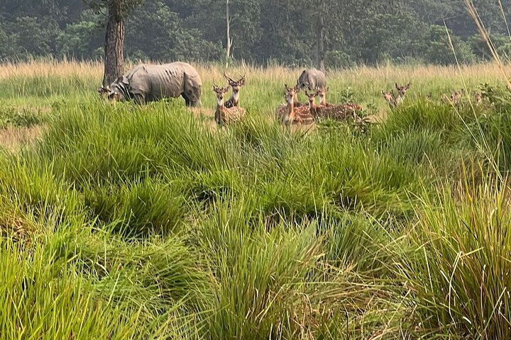 2Nacht 3Tage Chitwan Jungle Tower Nachtaufenthalt und CNP Nepal Safari