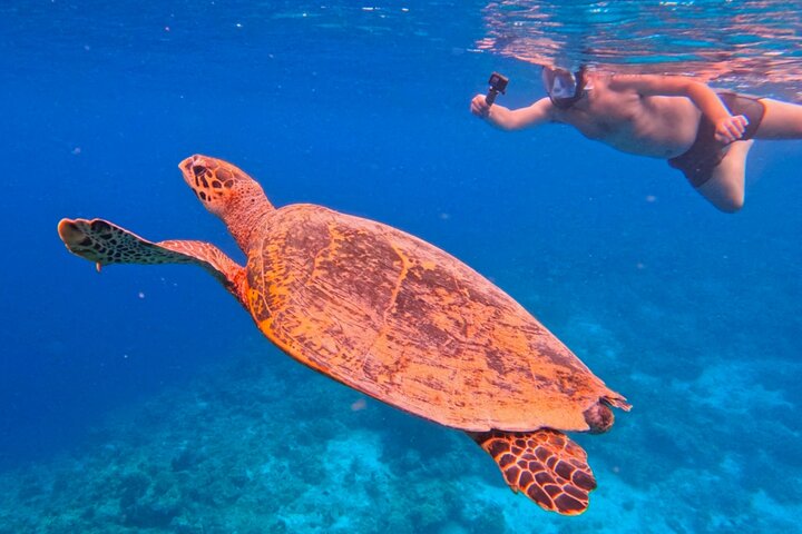 Snorkling i Menjangan Island med hämtning och lunch