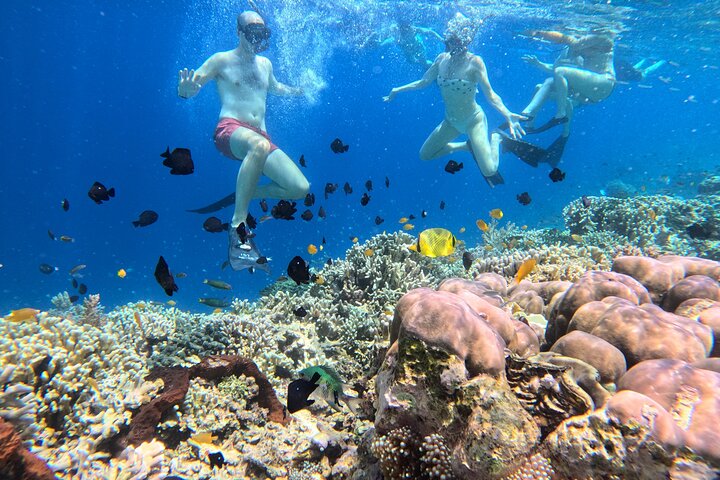 Snorkling i Menjangan Island med hämtning och lunch