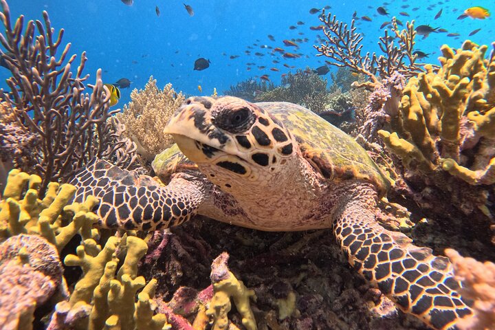 Snorkling i Menjangan Island med hämtning och lunch