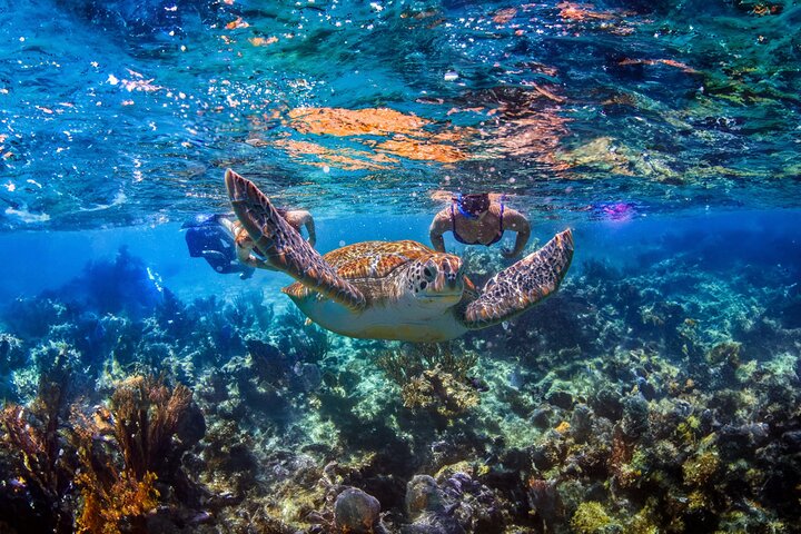 Baignade cachée dans un cénote : plongée en apnée, tortues de mer et déjeuner au bord de la plage