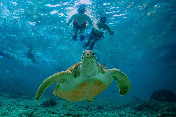 Baignade cachée dans un cénote : plongée en apnée, tortues de mer et déjeuner au bord de la plage