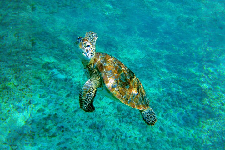 Baignade cachée dans un cénote : plongée en apnée, tortues de mer et déjeuner au bord de la plage