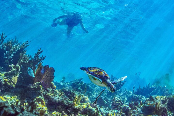 Baignade cachée dans un cénote : plongée en apnée, tortues de mer et déjeuner au bord de la plage