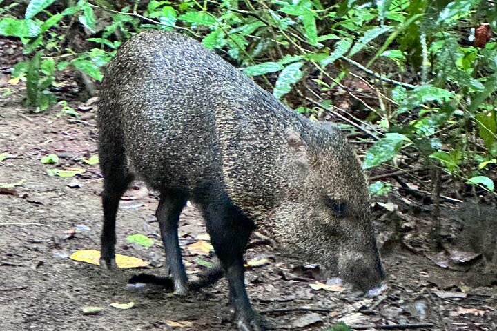 Corcovado nationalpark - Privat Sirena-dagstur med båt