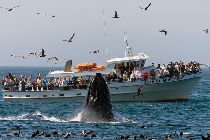 Tour de avistamiento de ballenas Monterey California