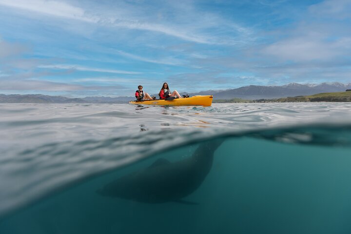 Aventura en kayak con focas en Kaikoura