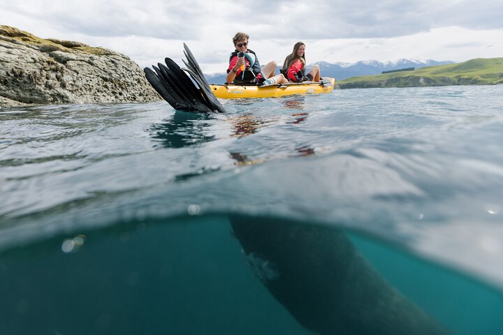 Aventura en kayak con focas en Kaikoura