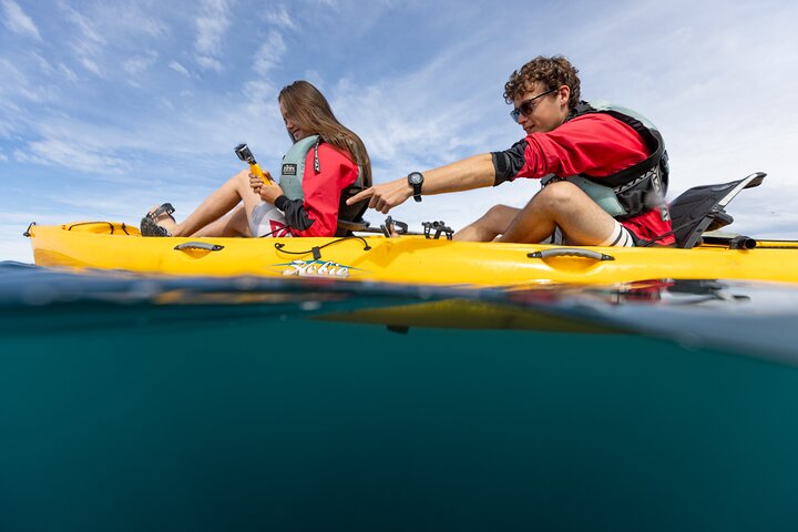 Excursión privada en kayak para ver focas y vida salvaje en Kaikoura