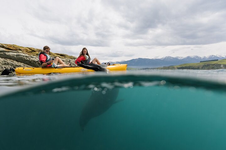 Excursión privada en kayak para ver focas y vida salvaje en Kaikoura
