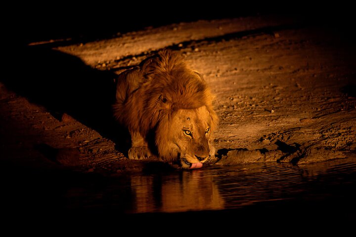 Kvällssafari i Pilanesberg från Sun City