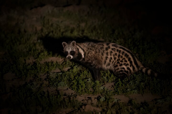Kvällssafari i Pilanesberg från Sun City